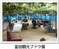 富田観光ブドウ農園内の写真です。クリックすると詳細ページへ移動します。
