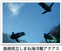 島根県立しまね海洋館アクアスのペンギンの写真です。クリックすると詳細ページへ移動します。