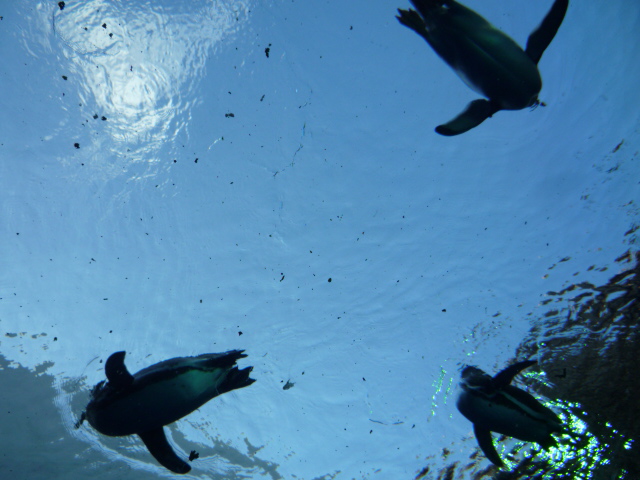固いガラスの上に泳いでいるペンギンの画像　クリック・Enterで拡大