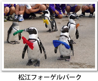 松江フォーゲルパーク園内の仲良しペンギン達が歩いている写真です。クリックすると詳細ページへ移動します。